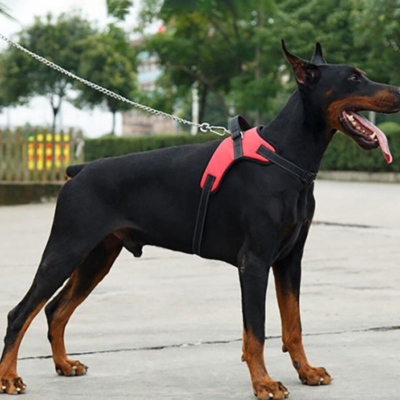 Adjustable Dog Harness